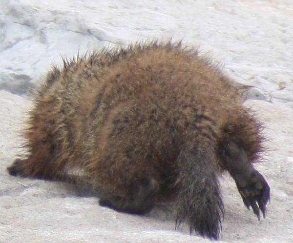 Photo of Marmota monax by <a href="http://www.flickr.com/photos/dianesdigitals/">Diane Williamson</a>